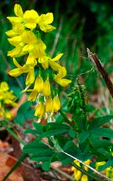 Steinklee / wikimedia