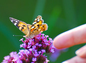 Finger zeigt auf Blüte mit Schmetterling / rosemarie guttmann