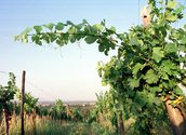 Weinberge / kathbild.at/Rupprecht