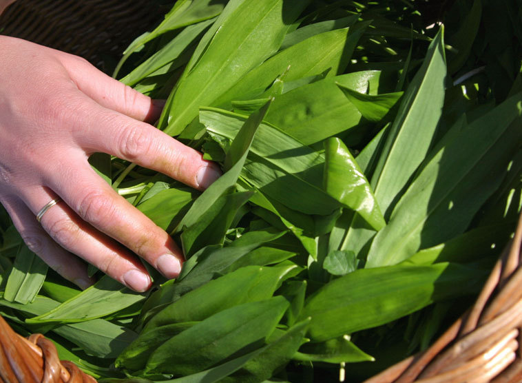 40 Rezepte zur Fastenzeit