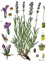 Lavandula Angustifolia / wikimedia_Koehler–s_Medizinal-Pflanzen