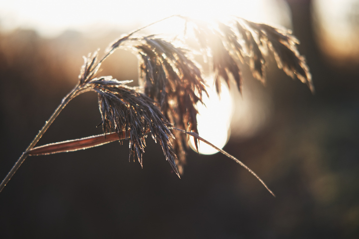 Grass blossom in the morning