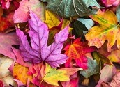 Herbst