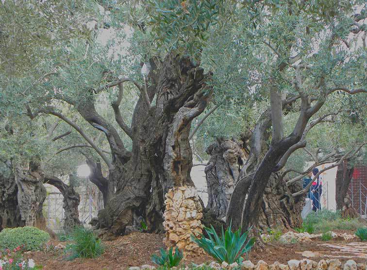 SONNTAG-Reise ins gelobte Land 