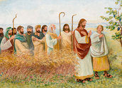Jesus und die Jünger im Weizenfeld. Foto: rupprecht/kathbild.at
