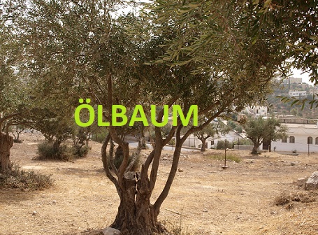 Ölbaum