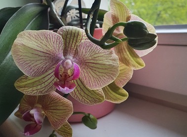 Graupert behandelte Orchidee