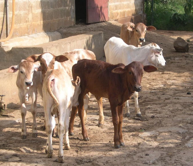 Kühe / Jugend Eine Welt/Franz König Kühe