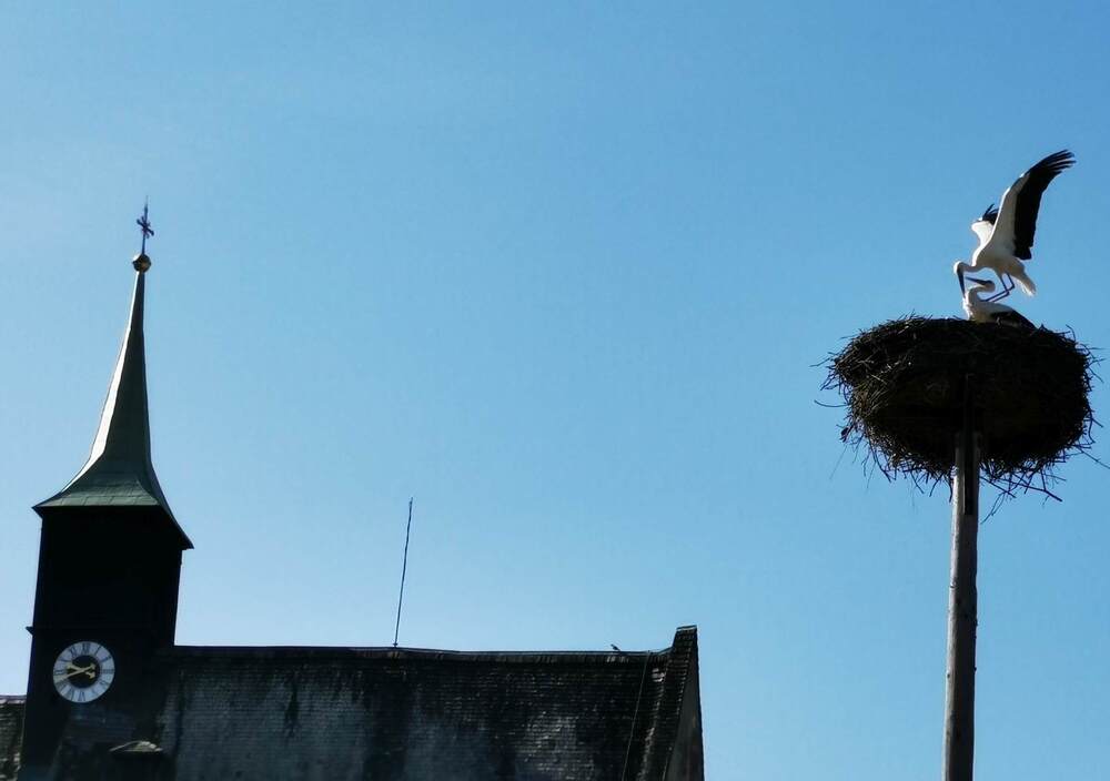 Kirche mit Störchen