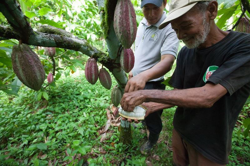 The pulp around cocoa seeds in a pod is a refreshing snack for cocoa farmers. UNCRISPROCA is a Fairtrade-certified cocoa producer in the hard-to-reach area of the Atlantic coast of Nicaragua.