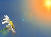 Margerite und Sonne